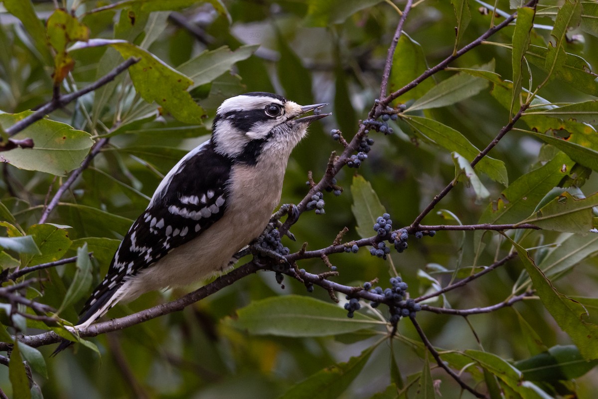 Downy Woodpecker - ML629307277