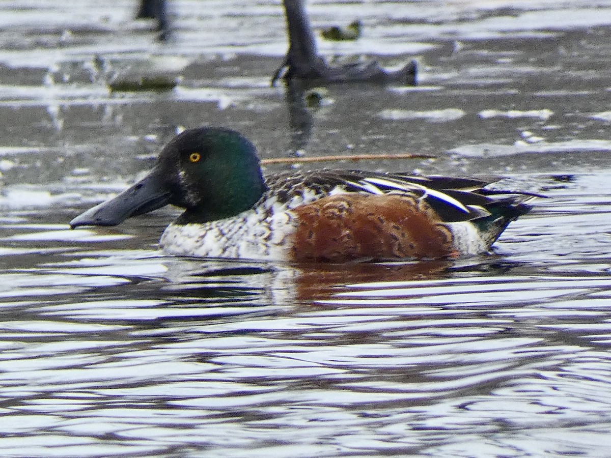 Northern Shoveler - ML629307374