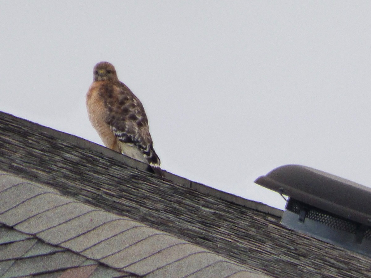 Red-shouldered Hawk - ML629307401