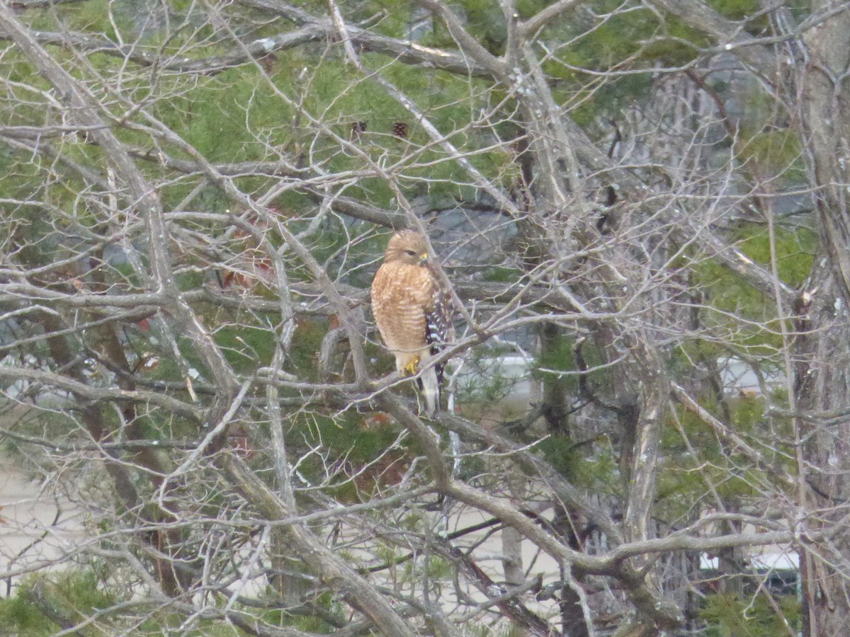 Red-shouldered Hawk - ML629307407