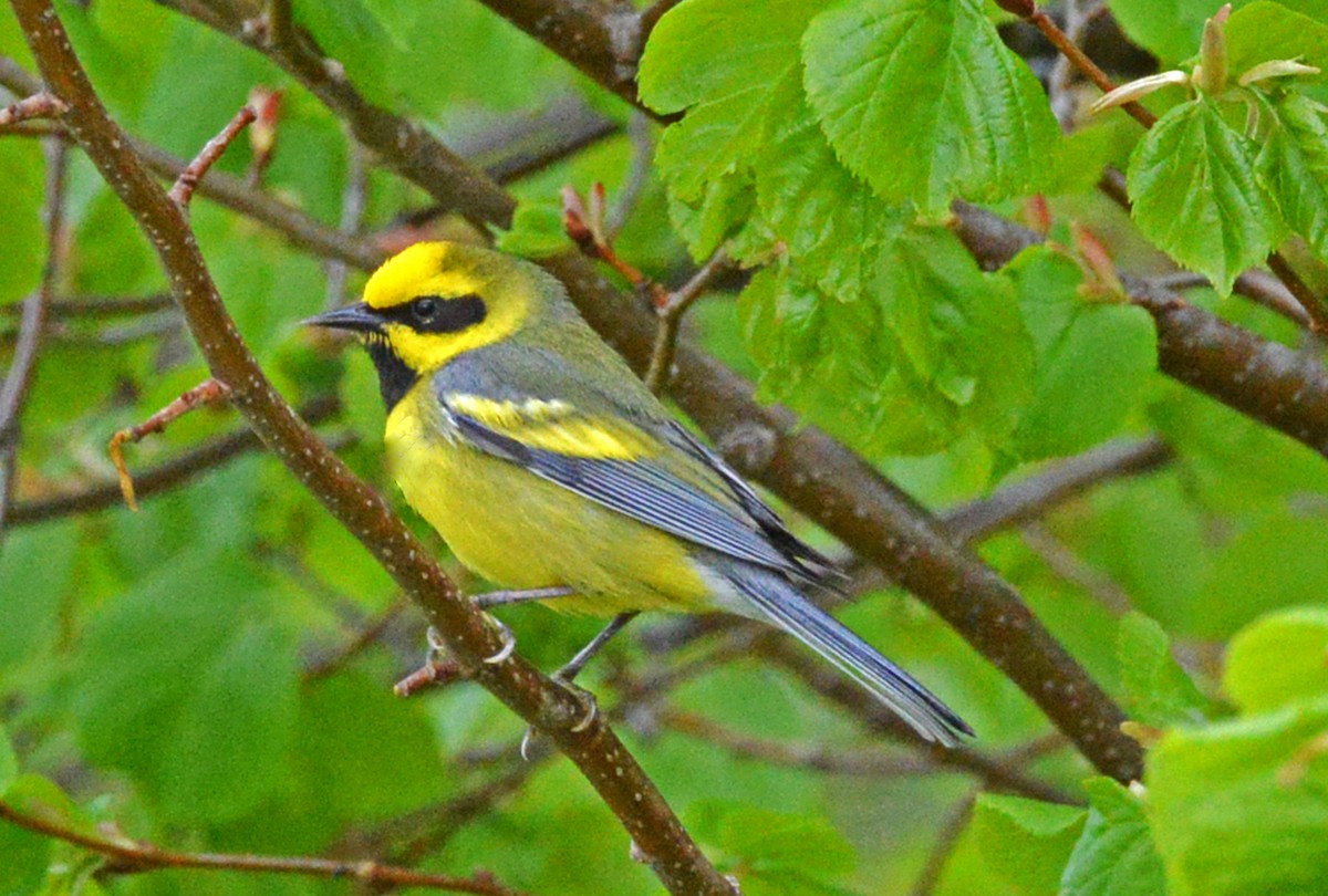 Lawrence's Warbler (hybrid) - ML62930741