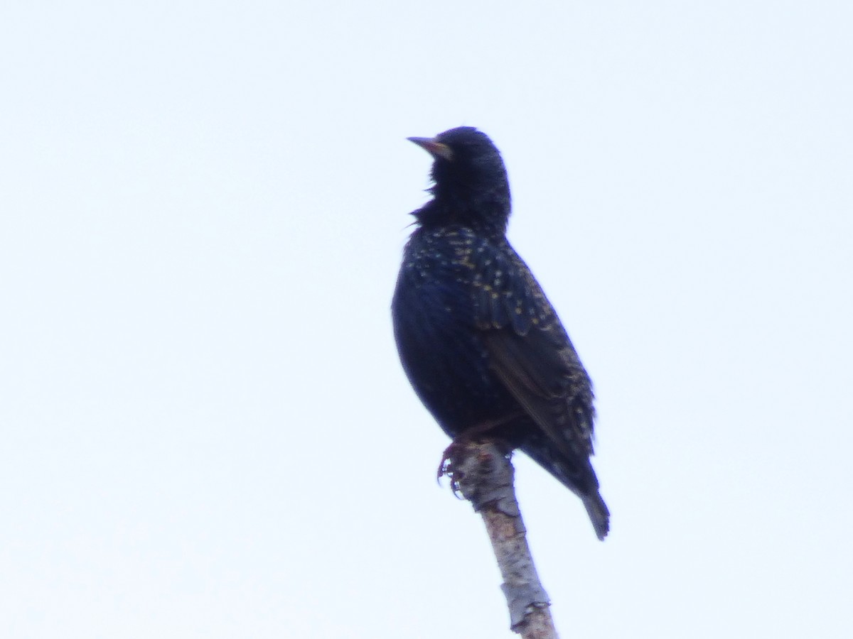 European Starling - ML629307415