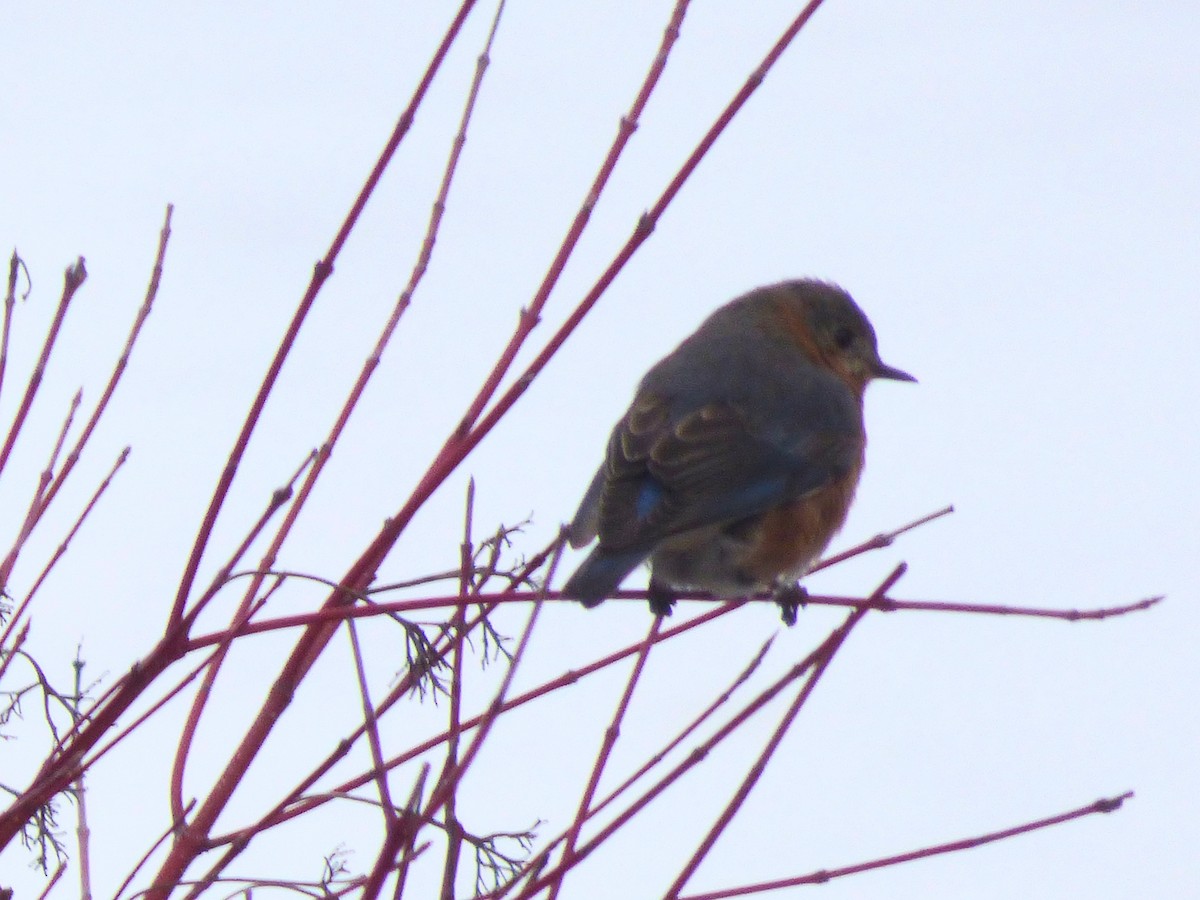 Eastern Bluebird - ML629307418
