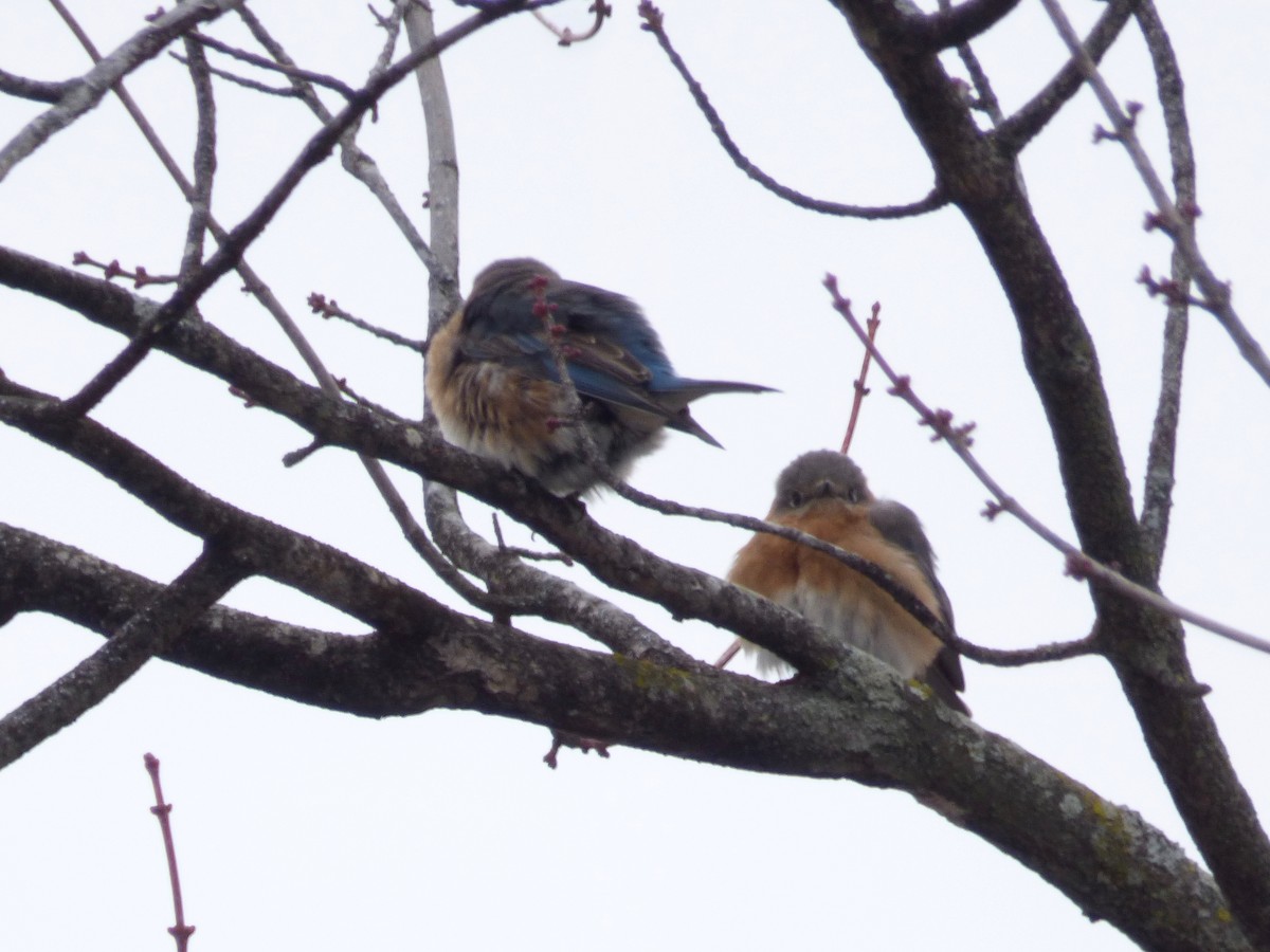 Eastern Bluebird - ML629307420