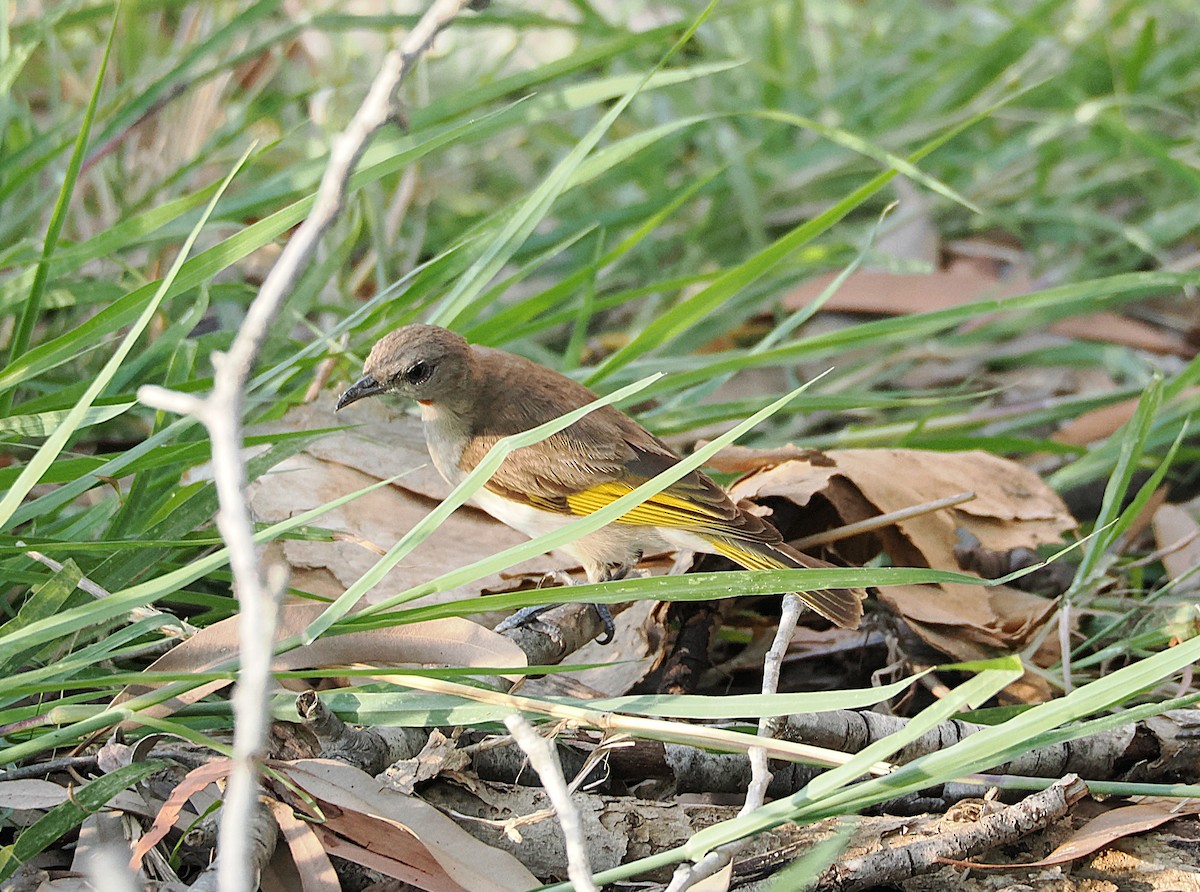 Rufous-throated Honeyeater - ML629307597