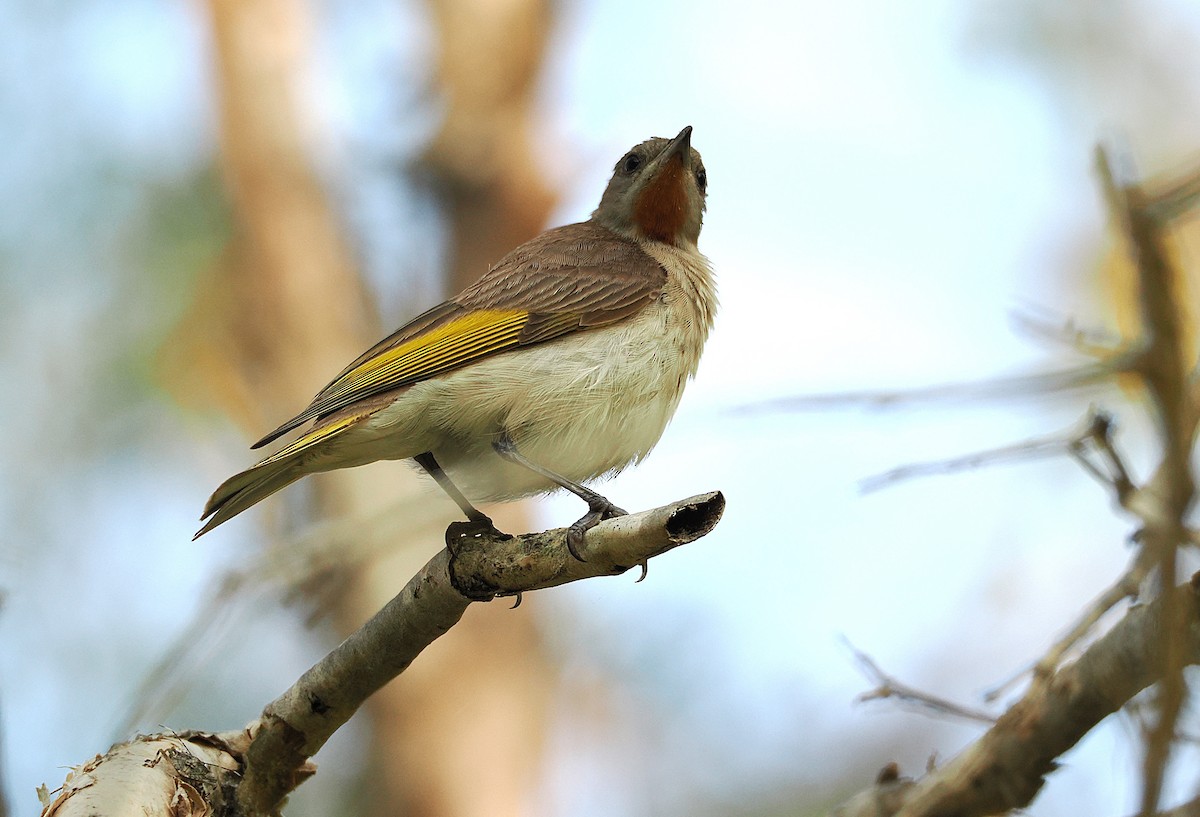 Rufous-throated Honeyeater - ML629307598