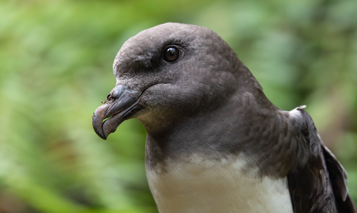 Magenta Petrel - ML629307650