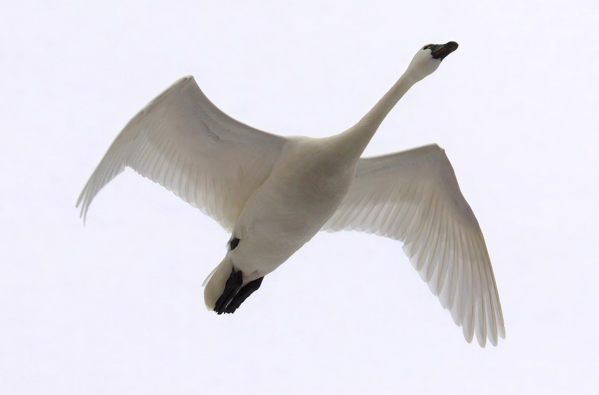 Tundra Swan (Whistling) - ML629308122