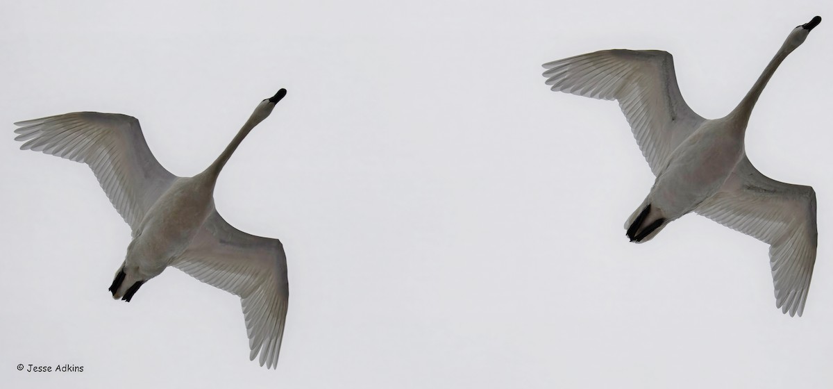 Tundra Swan (Whistling) - ML629308125