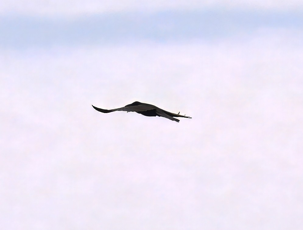Common Raven - ML629308157
