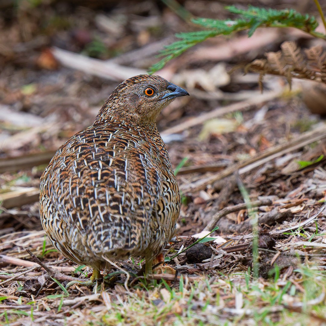 Brown Quail - ML629308161