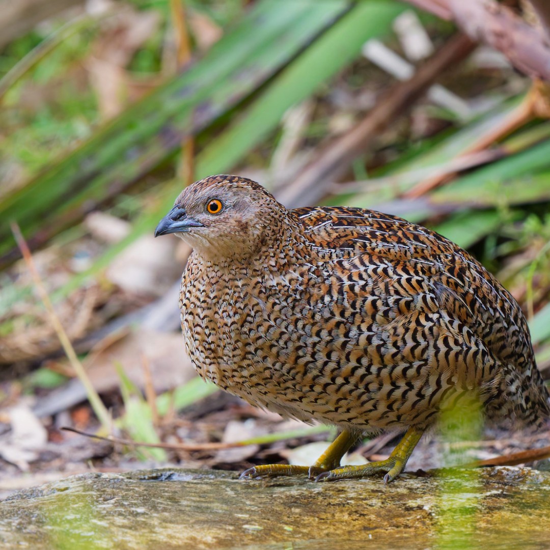 Brown Quail - ML629308162