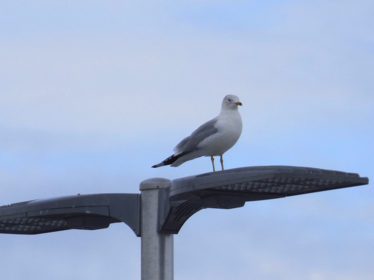 Ring-billed Gull - ML629308181