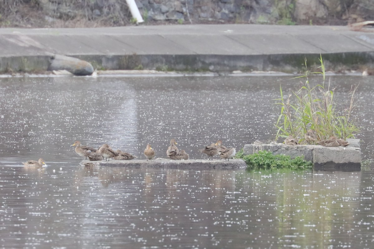 Yellow-billed Pintail (South American) - ML629308194