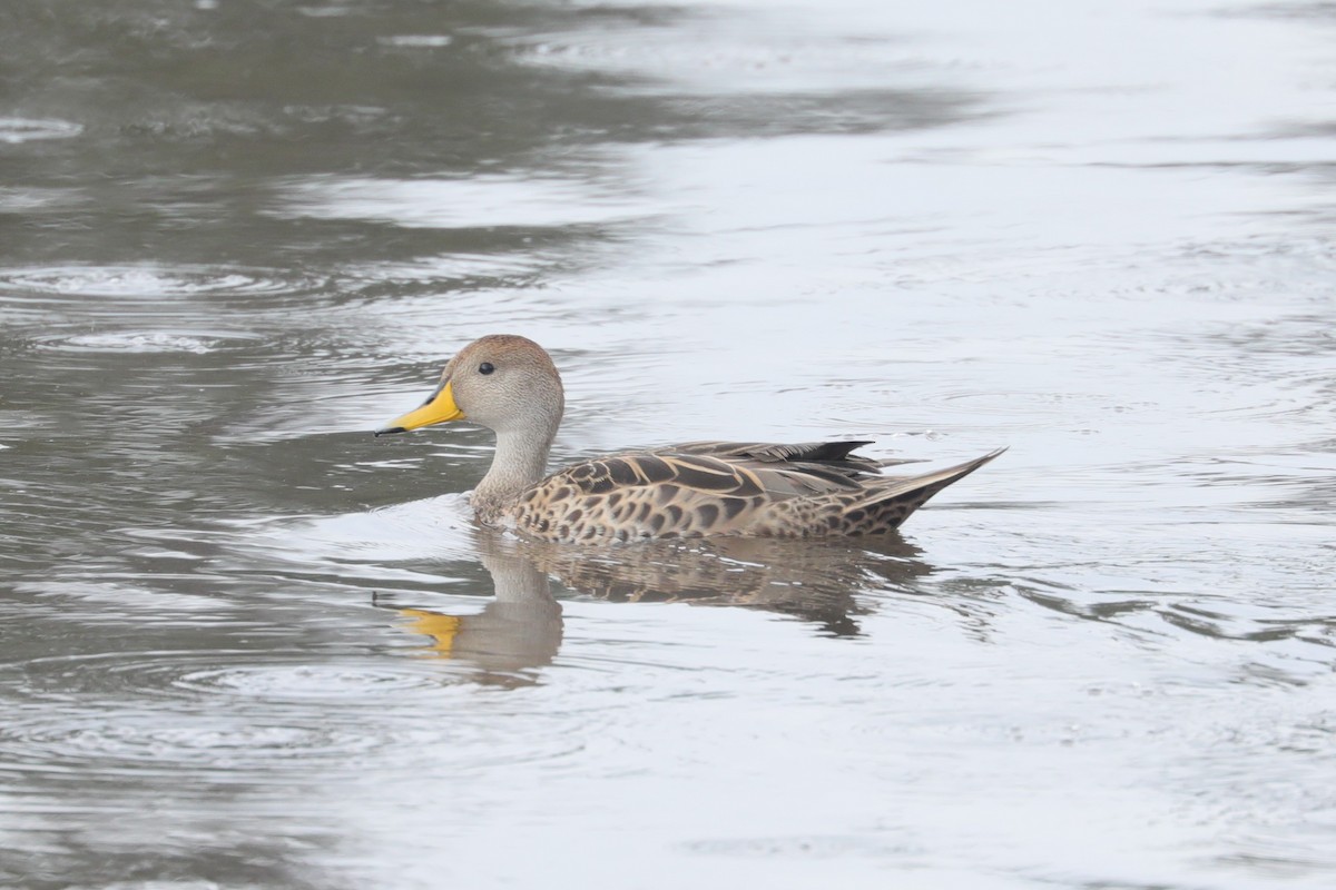 Yellow-billed Pintail (South American) - ML629308195