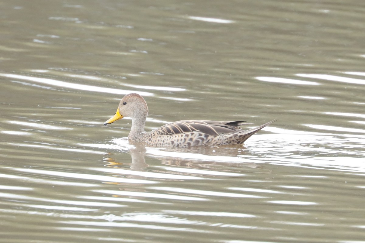Yellow-billed Pintail (South American) - ML629308196