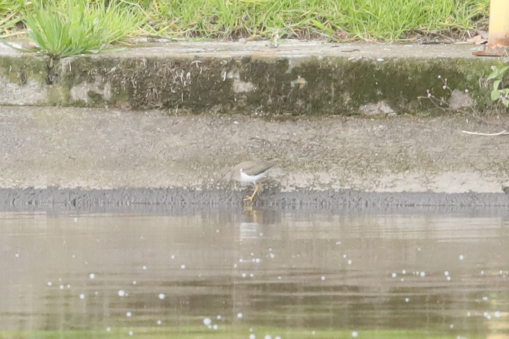 Spotted Sandpiper - ML629308218