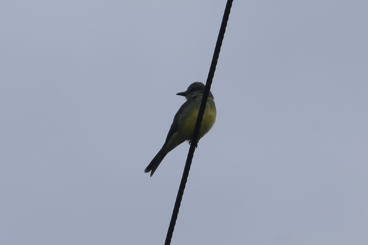 Tropical Kingbird - ML629308242
