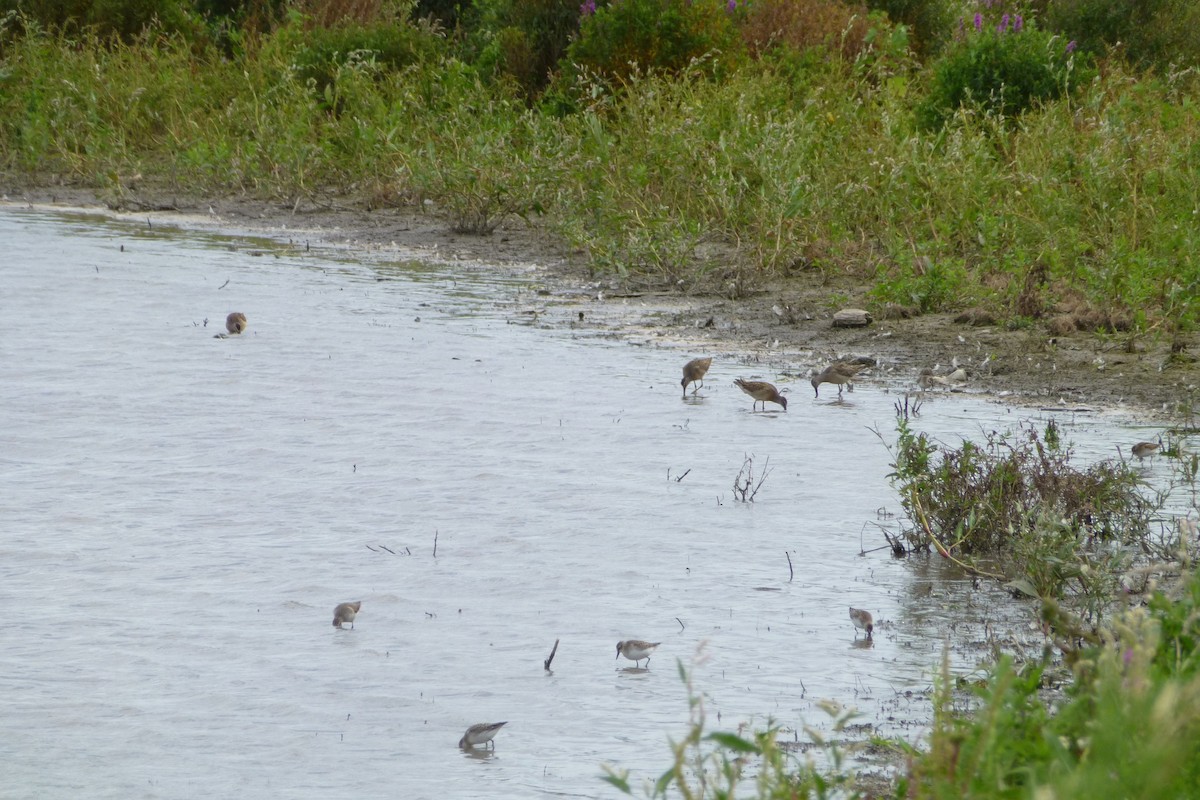 Semipalmated Sandpiper - ML629308323