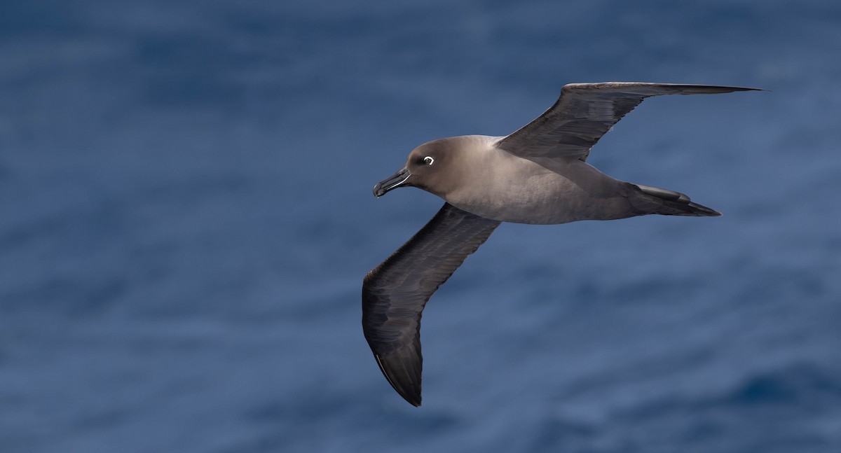 Graumantelalbatros - ML629308673