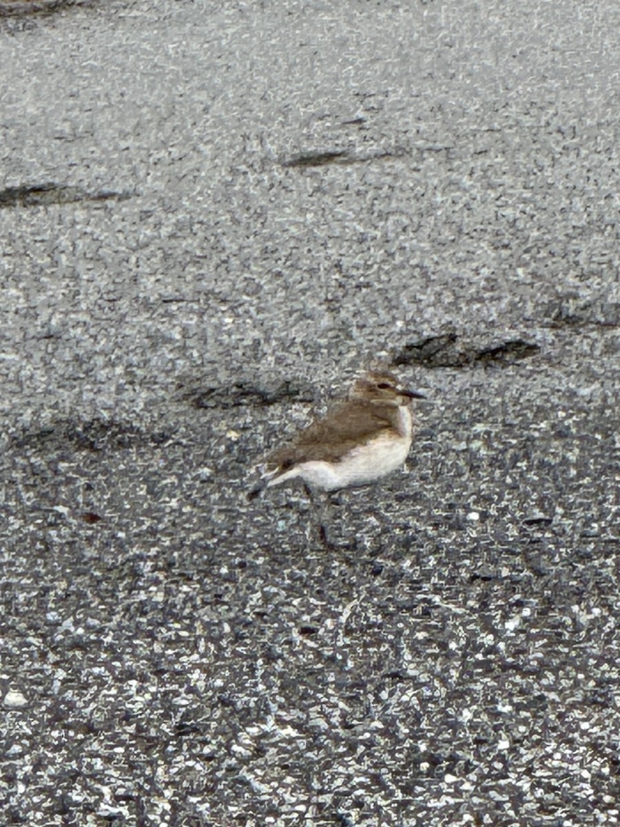 Mountain Plover - ML629308965