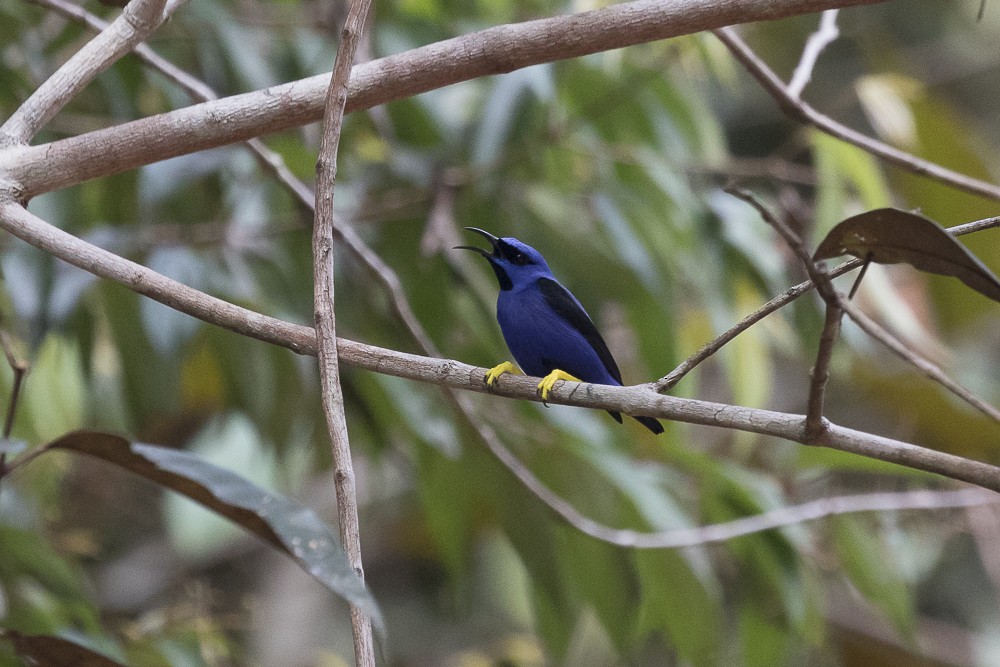 Purple Honeycreeper - ML62930931