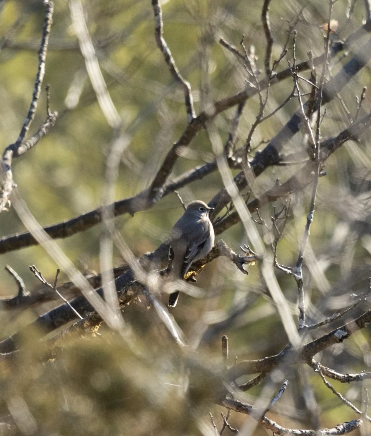 Townsend's Solitaire - ML629309318