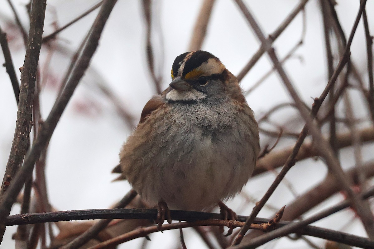 White-throated Sparrow - ML629309422