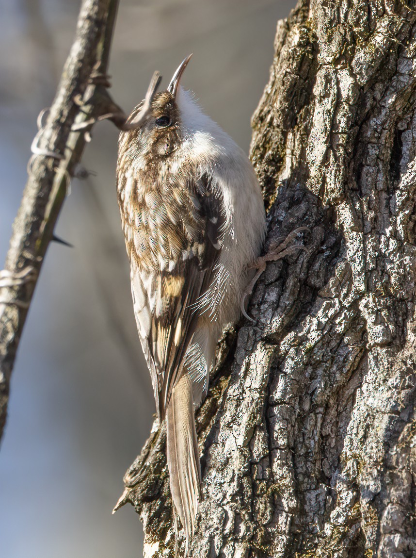 Brown Creeper - ML629309426