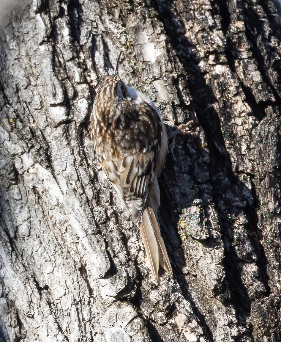 Brown Creeper - ML629309450