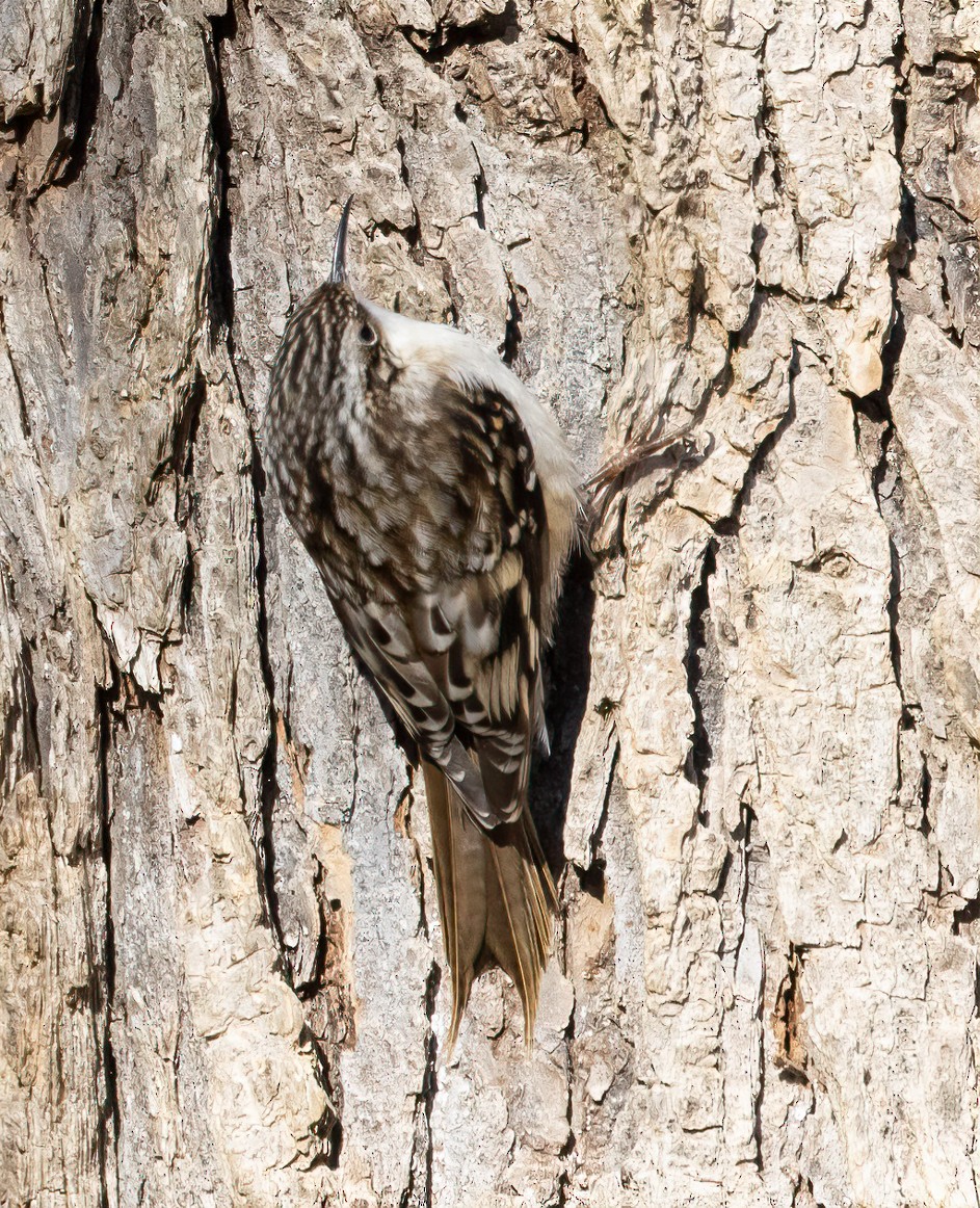 Brown Creeper - ML629309461