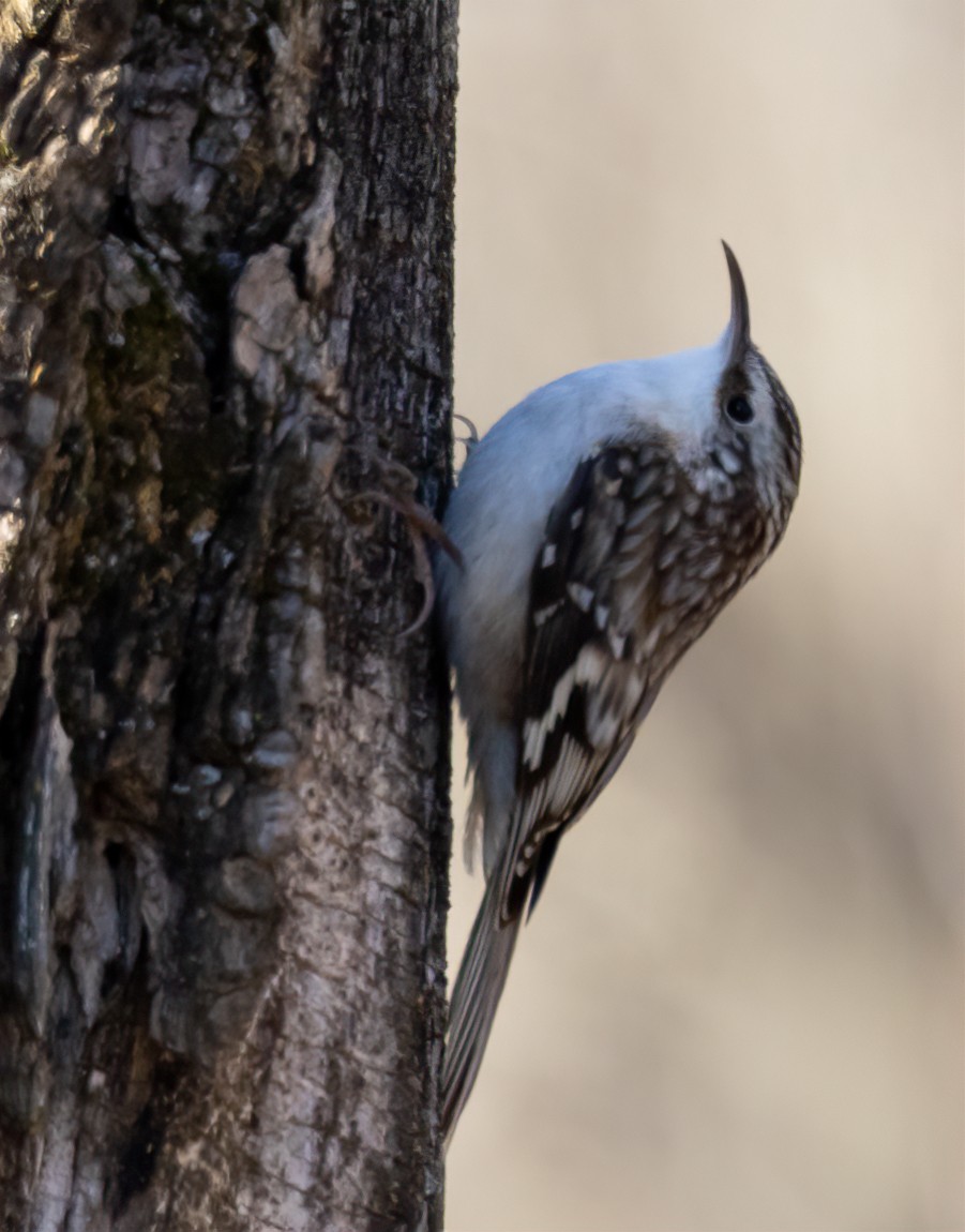 Brown Creeper - ML629309464