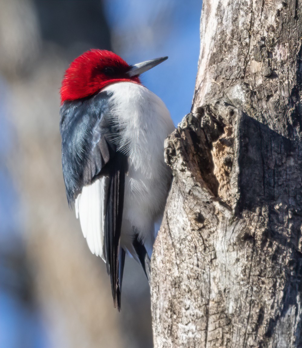 Red-headed Woodpecker - ML629309561