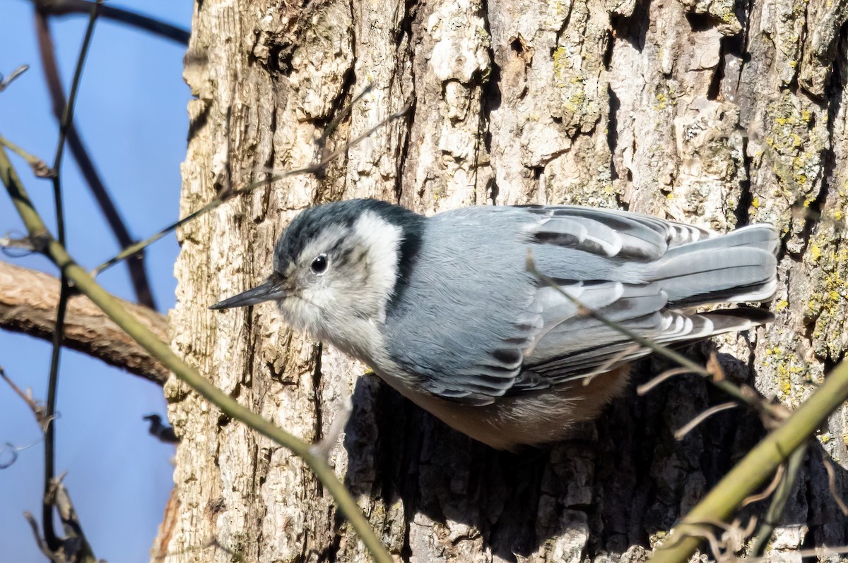 White-breasted Nuthatch - ML629309619