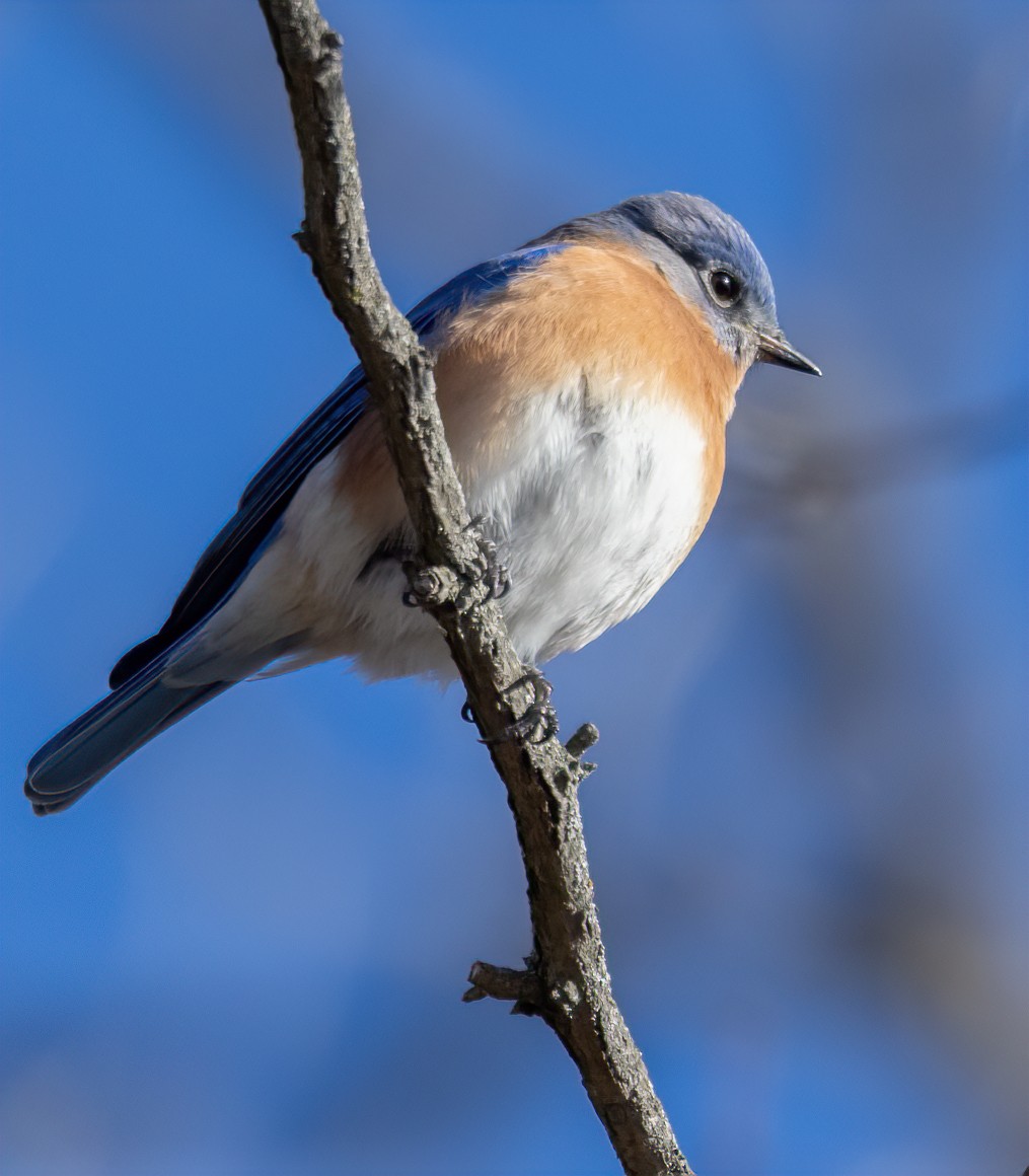 Eastern Bluebird - ML629309644