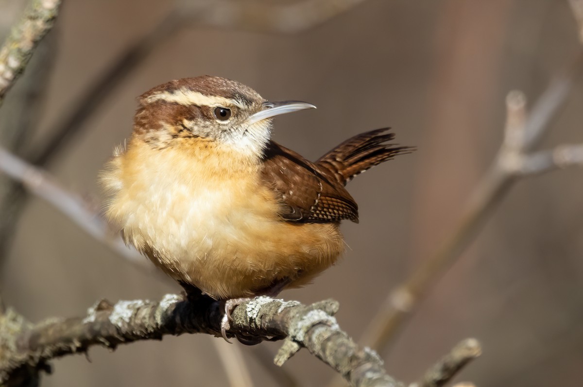 Carolina Wren - ML629309741