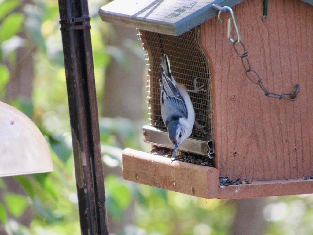 White-breasted Nuthatch - ML629309751