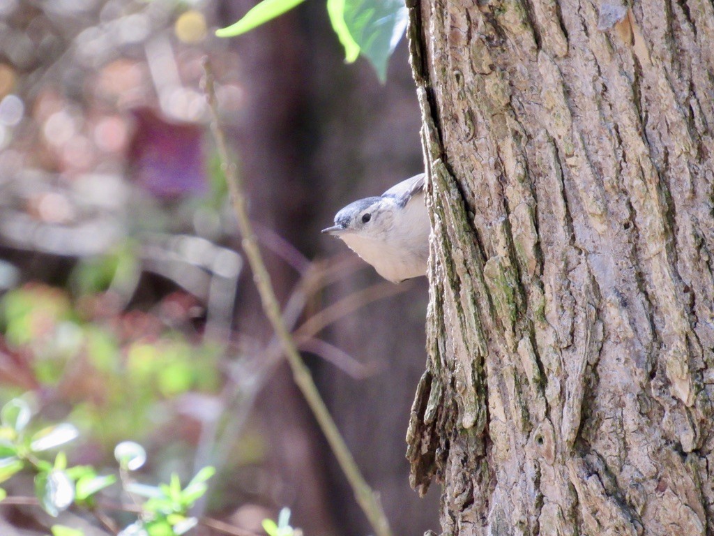 White-breasted Nuthatch - ML629309757