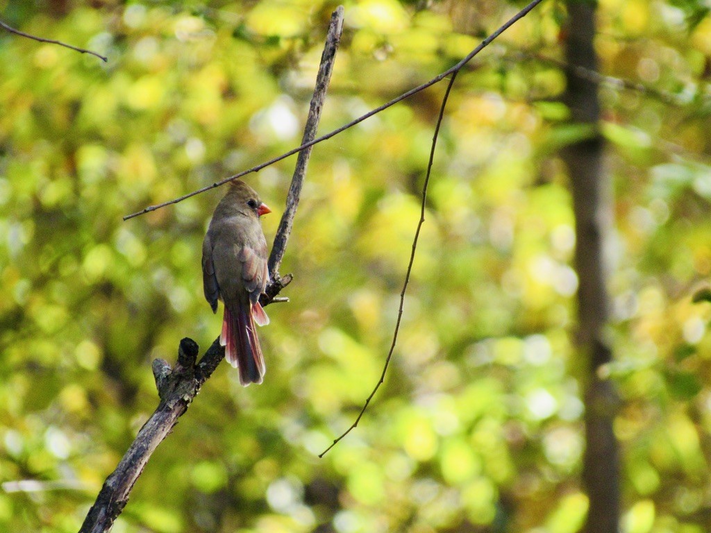 Northern Cardinal - ML629309766