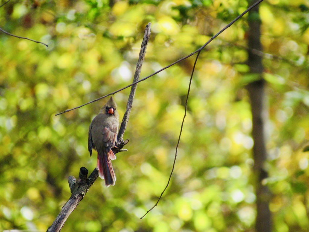Northern Cardinal - ML629309771