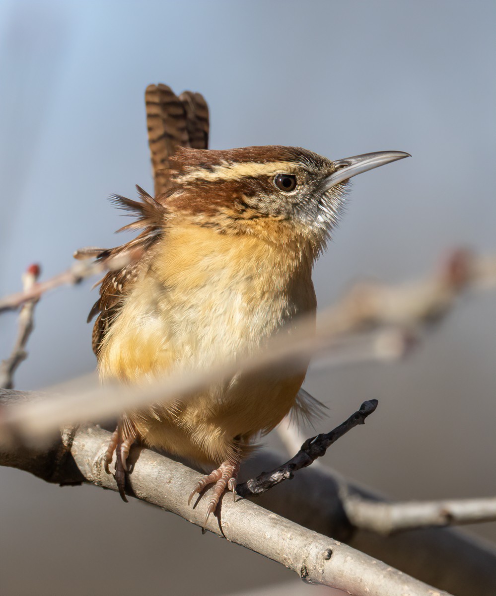 Carolina Wren - ML629309773