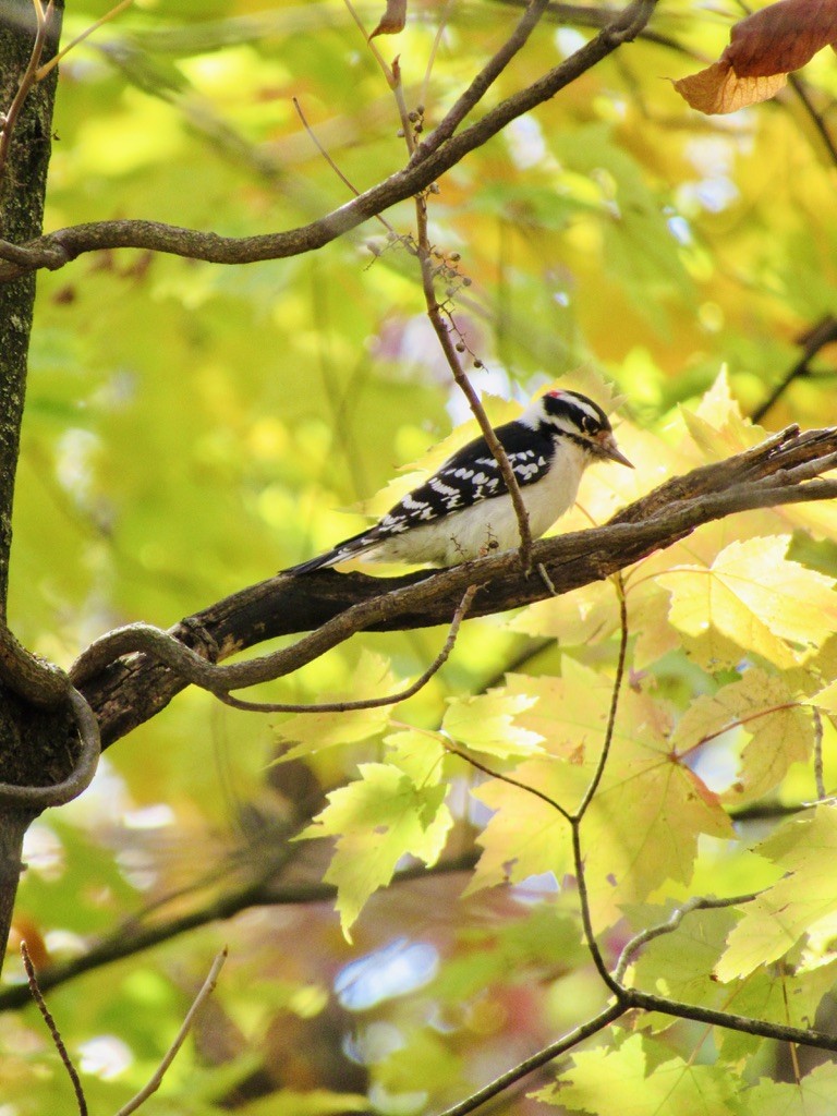 Downy Woodpecker - ML629309781