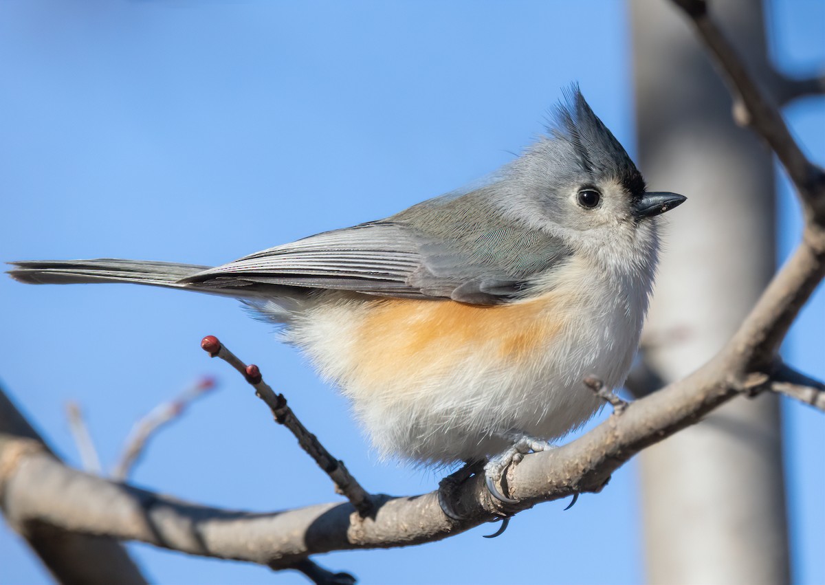 Tufted Titmouse - ML629309913