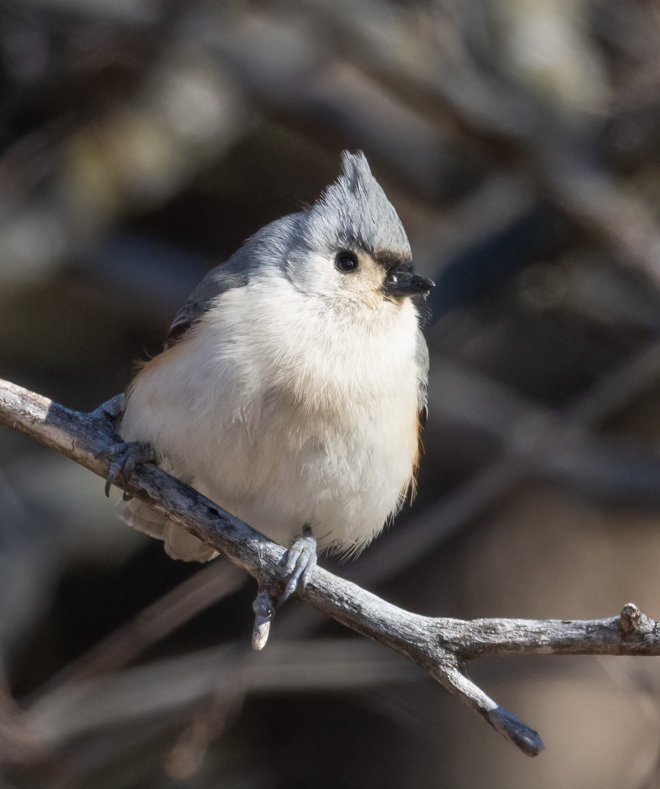 Tufted Titmouse - ML629309918