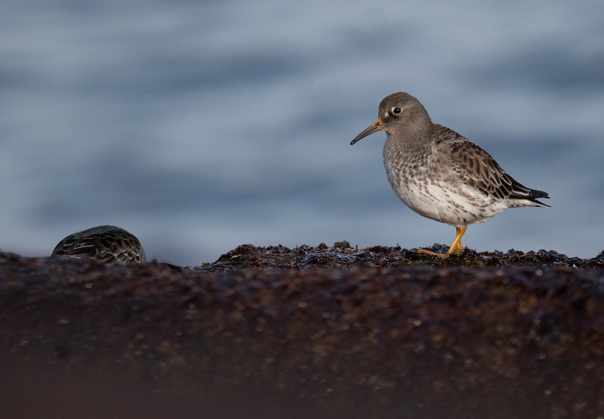 Purple Sandpiper - ML629309921