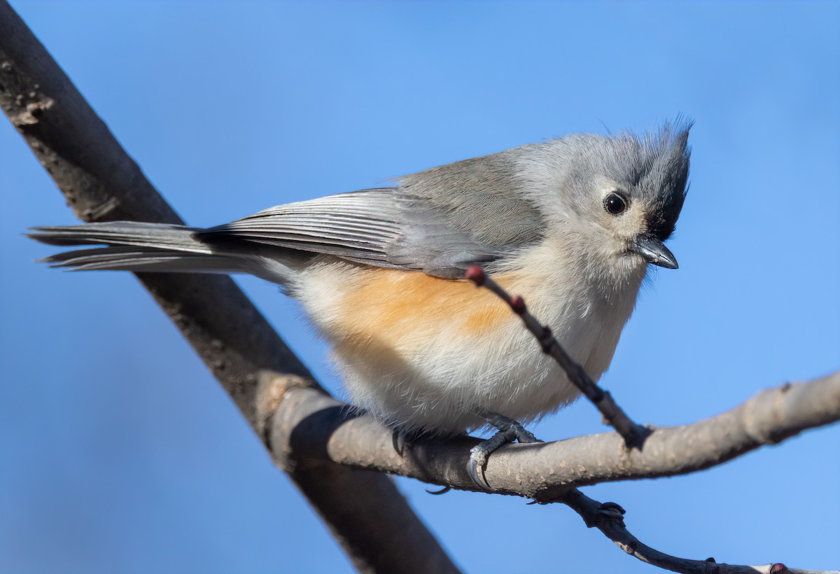 Tufted Titmouse - ML629309926