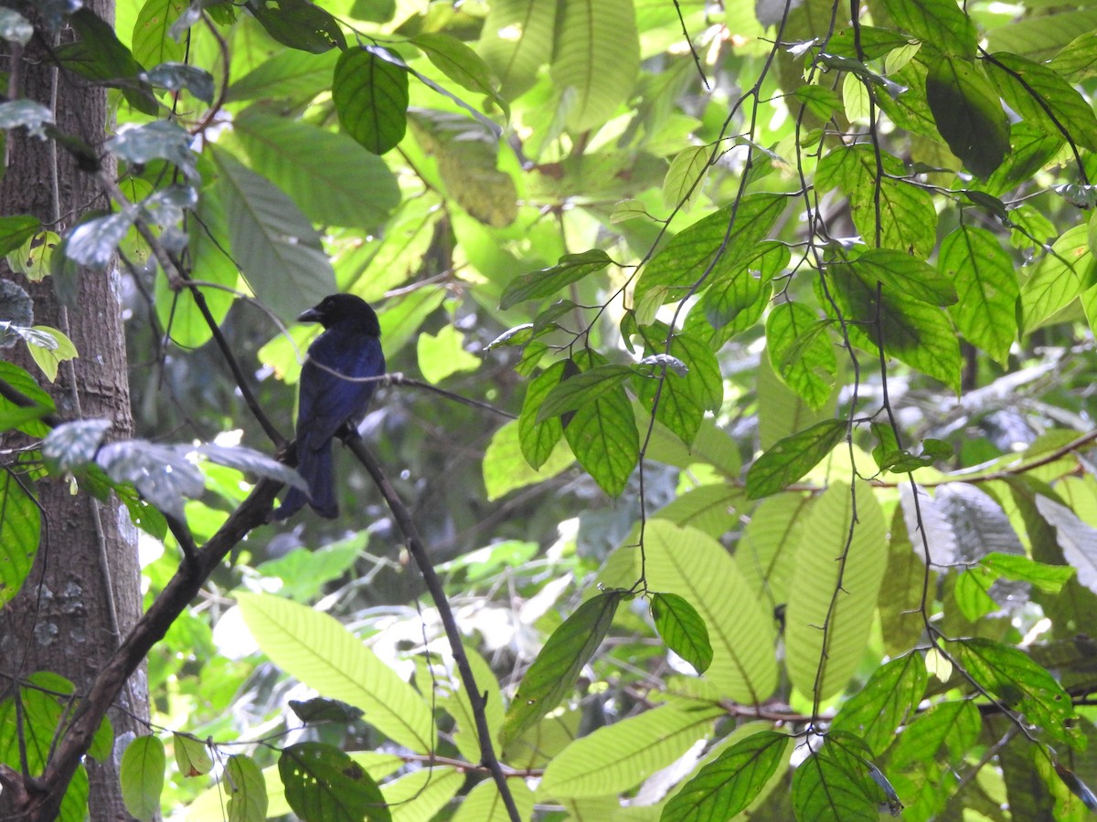 Crow-billed Drongo - ML629310166
