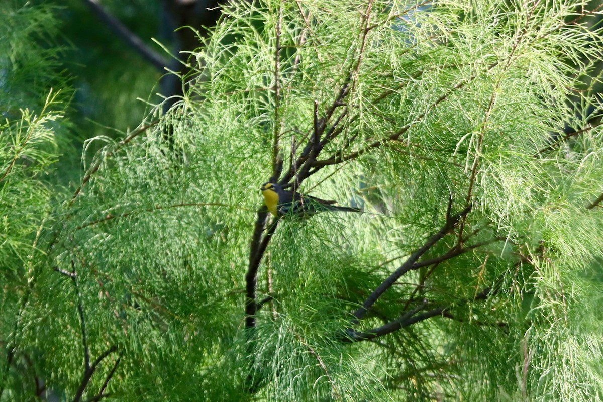 Grace's Warbler - ML629310451