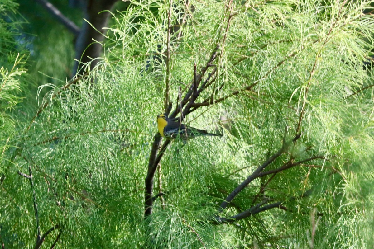 Grace's Warbler - ML629310452