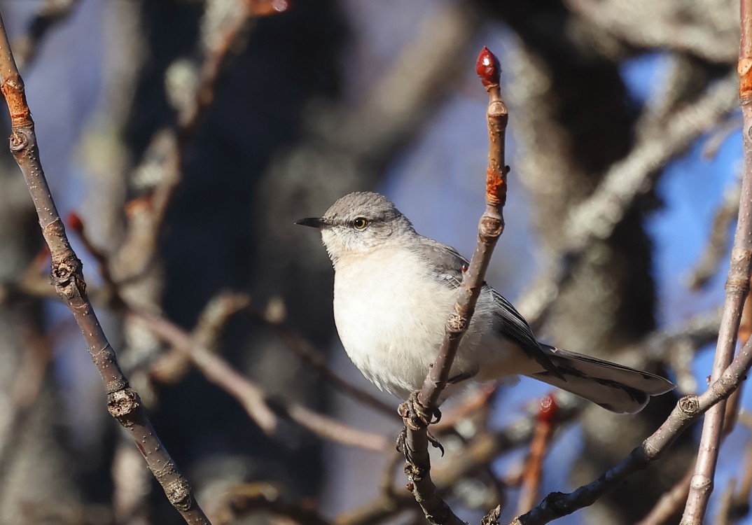 Northern Mockingbird - ML629310461